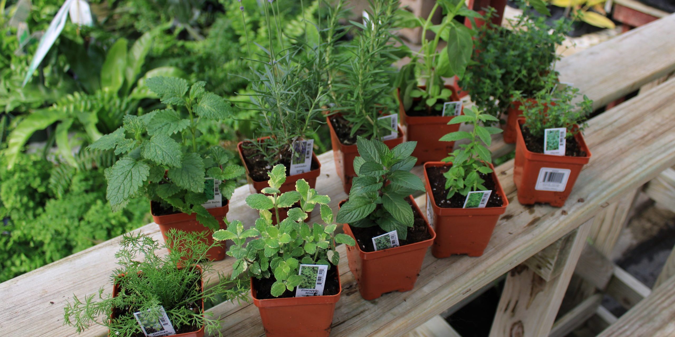 herbs for tea (2)